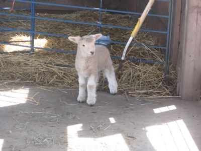 A New Arrival at the Farm image. Click for full size.