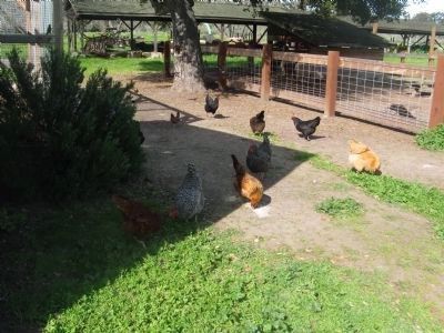 Chickens on the Farm. Click for full size. Chickens on the Farm image. Click for full size.