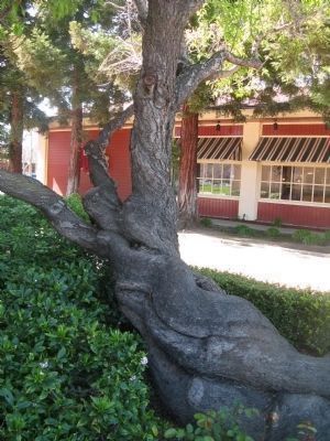 An Interesting Trunk Formation image. Click for full size.