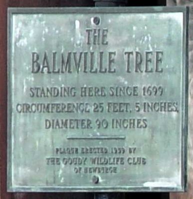 The Balmville Tree Marker image. Click for full size.
