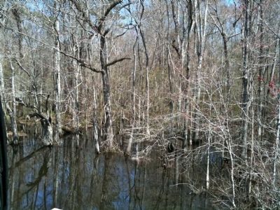 Wassamassaw Cypress Swamp image. Click for full size.