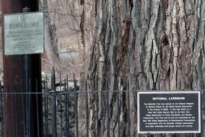 The Balmville Tree Marker Along with National Landmark Sign. image. Click for full size.