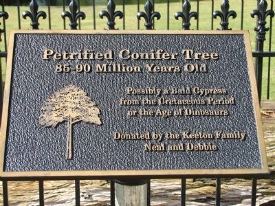 Petrified Conifer Tree Marker. Click for full size. Petrified Conifer Tree Marker image. Click for full size.