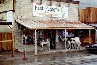 Oatman, Arizona , wild Burros, as mentioned on marker image. Click for full size.