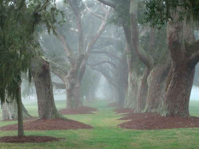 The Avenue of Oaks image. Click for full size.