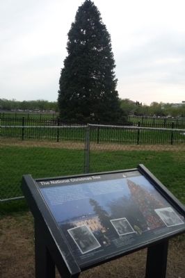The National Christmas Tree. Click for full size. The National Christmas Tree image. Click for full size.