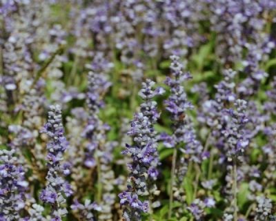 Parks Seed Garden. Click for full size. Parks Seed Garden image. Click for full size.