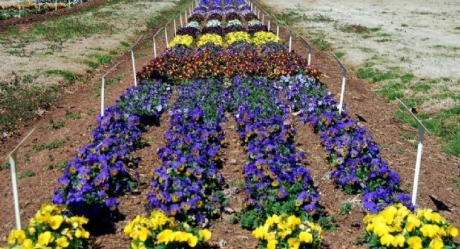 Parks Seed Garden. Click for full size. Parks Seed Garden image. Click for full size.