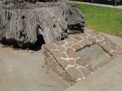Hooker Oak Stump and Plaque image. Click for full size.