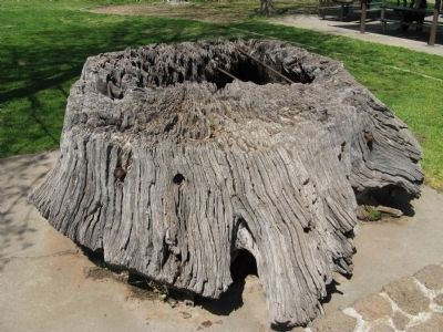 Hooker Oak Stump image. Click for full size.