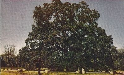 Hooker Oak image. Click for full size.