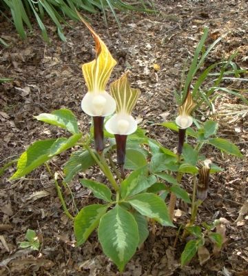 Jack-in-the-Pulpits Near the Springhouse image. Click for full size.