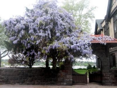 The Civic Club of Harrisburg garden gate, crowned with wisteria. image. Click for full size.