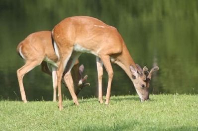 Santee National Wildlife Refuge deer, as mentioned image. Click for full size.