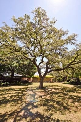 The Oak Tree. Click for full size. The Oak Tree image. Click for full size.