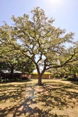 The Oak Tree image. Click for full size.