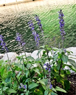 Wild Flowers Thrive along the San Antonio River Walk image. Click for full size.