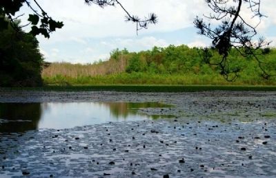 Berry's Mill Pond. Click for full size. Berry's Mill Pond image. Click for full size.