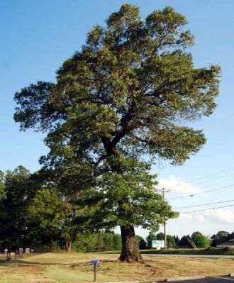 The Old Oak Tree and Marker image. Click for full size.