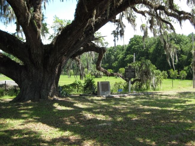 The Volusia Marker under the "Volusia Oak" image. Click for full size.
