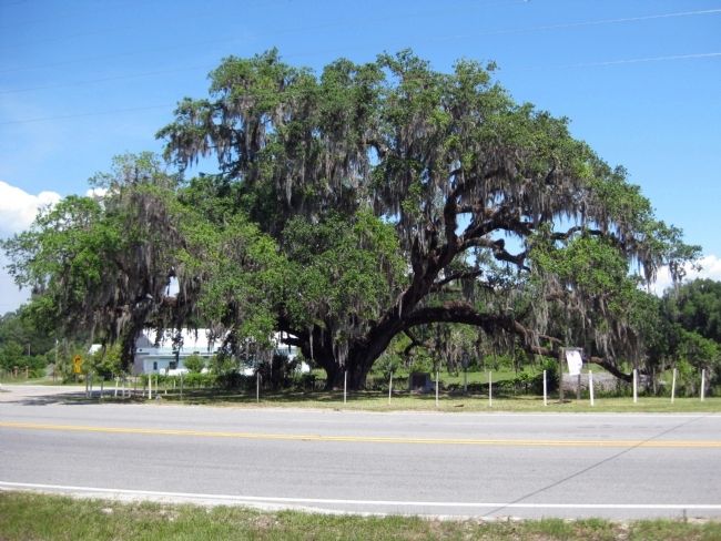 The majestic Volusia Oak. Click for full size. The majestic Volusia Oak image. Click for full size.