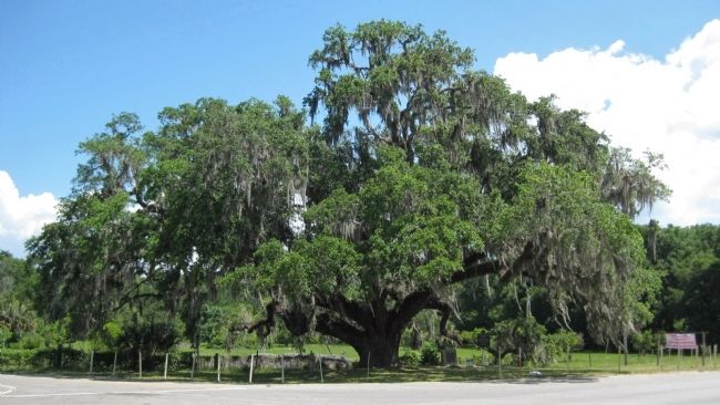 The Volusia Oak. Click for full size. The Volusia Oak image. Click for full size.