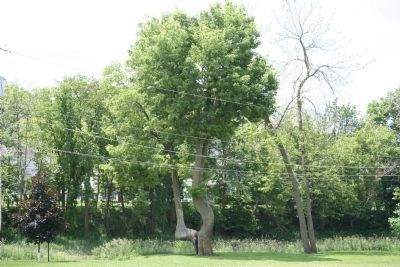 Trail Tree image. Click for full size.