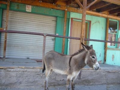 Oatman Arizona and its Burros image. Click for full size.