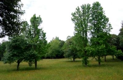 Landscape Restoration in Progress image. Click for full size.