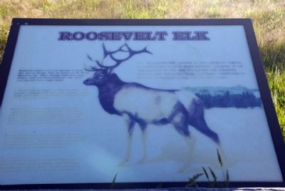 Roosevelt Elk image. Click for full size.