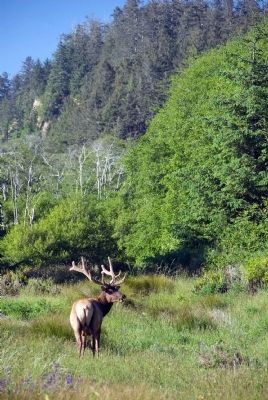 Roosevelt Elk image. Click for full size.