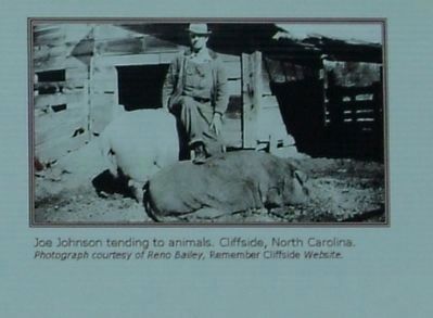 Joe Johnson tending to animals. Cliffside, North Carolina.. Click for full size. Joe Johnson tending to animals. Cliffside, North Carolina. image. Click for full size.