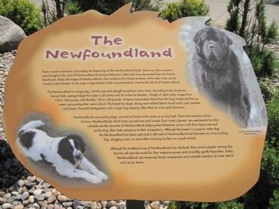 The Newfoundland image. Click for full size.