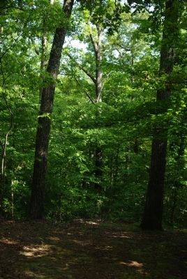 View southward into Dill Branch ravine from the marker image. Click for full size.