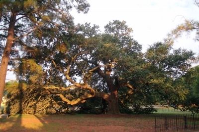 The Emancipation Oak image. Click for full size.