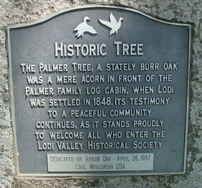 Historic Tree Marker image. Click for full size.