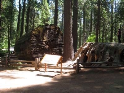 The Discovery Stump Marker image. Click for full size.