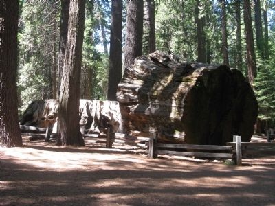 The Discovery Stump and Log image. Click for full size.