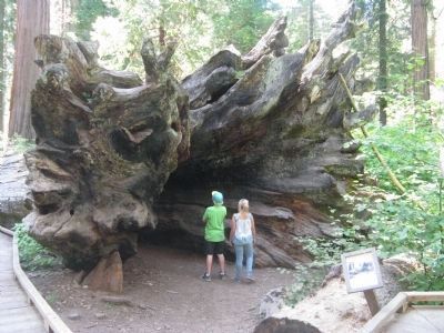 Father of the Forest image. Click for full size.