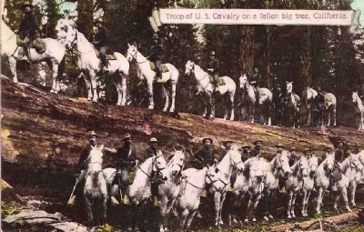 Calvary Posing On and At The Father of the Forest image. Click for full size.