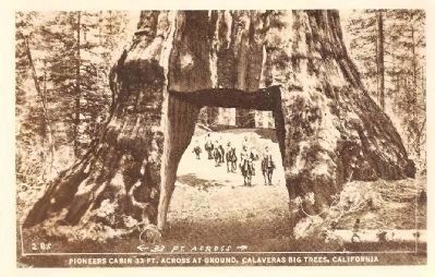 The Pioneer Cabin Tree image. Click for full size.