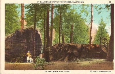 The Discovery Stump and Log - 19 Feet High, Cut in 1853 image. Click for full size.