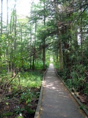 Cranberry Glades Boardwalk. Click for full size. Cranberry Glades Boardwalk image. Click for full size.