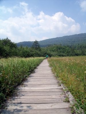Cranberry Glades. Click for full size. Cranberry Glades image. Click for full size.