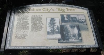 Tahoe City�s “Big Tree” Marker image. Click for full size.