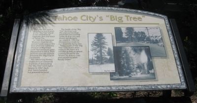 Tahoe Citys “Big Tree” Marker image. Click for full size.