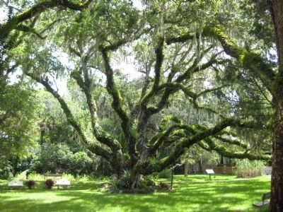 The Confederate Oak image. Click for full size.