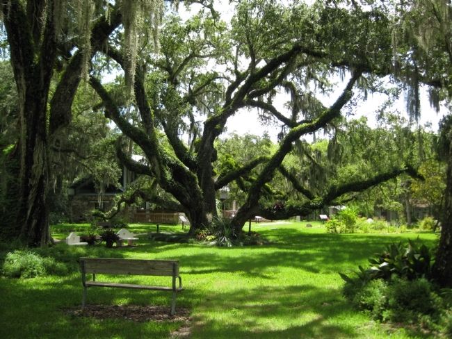 The Confederate Oak image. Click for full size.