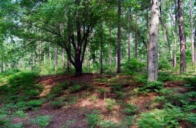 Forests of Kings Mountain image. Click for full size.