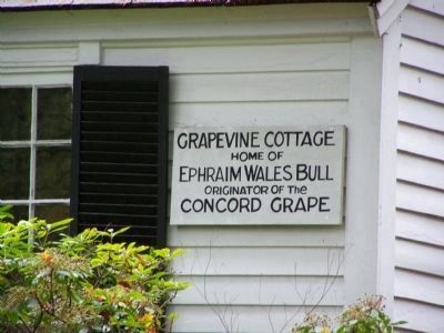 Grapevine Cottage image. Click for full size.